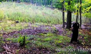 Trail Camera Catches Bear Getting Scratches