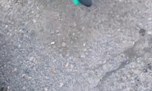 Trapped Kitten Rescued and Returned to Its Worried Mother