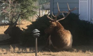 Huge Resting Elk Herd Surrounds Homes