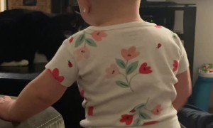 Toddler's Pretend Pain Confuses Kitty