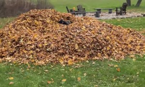 Dog Saves Dad From Leaf Pile