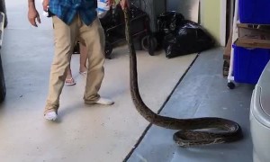 Mom Helps Remove Python Wrapped in Car
