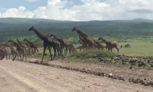 Giant Giraffe Herd Crosses the Road