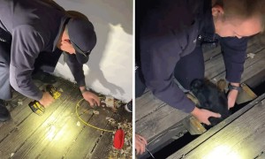 Fire Crew rescues puppy from beneath floorboards