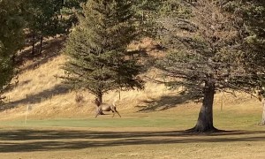 Elk Herd Stampede in Estes Park