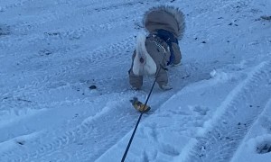 Little Barking Dog Bundled Up Winter