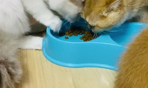 Hungry Kitty Hogs the Food Bowl