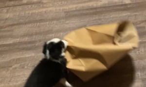 Playful Puppy Entertains Herself With Paper Bag