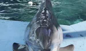 Being Called Cute Delights Dolphin