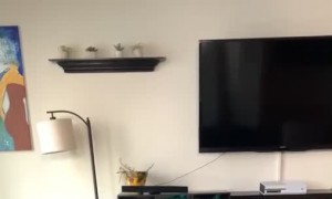 Dog Pops His Head up Like a Periscope