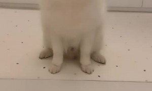 Clumsy dog hilariously catches chewing toy