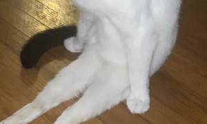 Curious Kitty Gets Comfortable in His Own Way