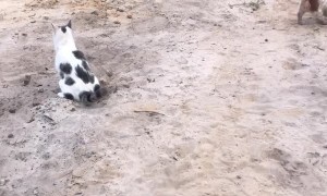 Pup Renovates Restroom for Cat