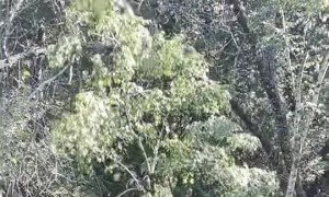 Fisherman's Falling Tree Surprise