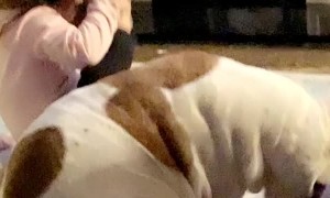 Kid Copies Bulldog Scratching