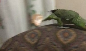 Parrot Runs Away From Person in a Mask