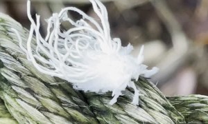 Large Flatid Planthopper Nymph Strolling Along Rope