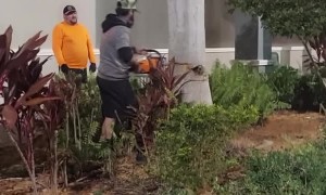 Men Struggle to Cut Down Massive Tree