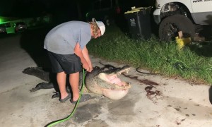 Air Filled Alligator