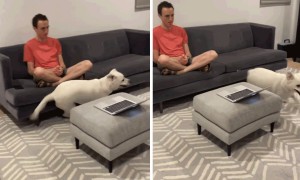 Needy Labrador humorously demands owner's attention  