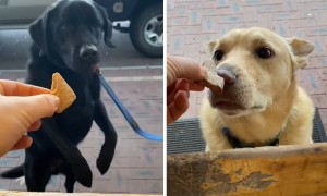 Café worker has a treat for every dog passing by