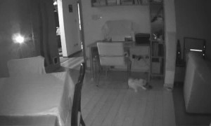 Sleeping Cat Falls to the Ground