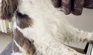 Pup Passionately Plays Piano