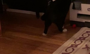 Cat Makes Off with Oat Milk