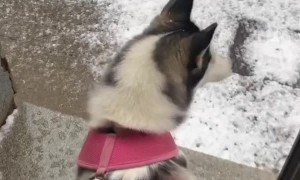 Husky Falls in Love With First Snow