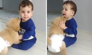Baby adorably tries to escape sweet puppy kisses