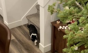 Teaching Cat to Respect Christmas Tree