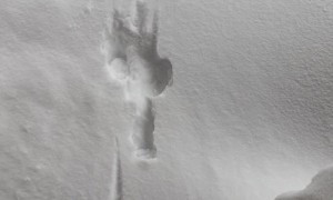 Dog Drops Into Deep Snow