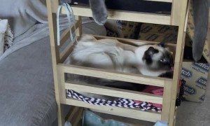Cats Create Bunk Beds Out Pot Plant Holder
