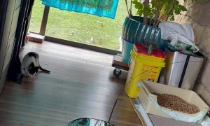 Robot Vacuum Doubles as Kitten Babysitter