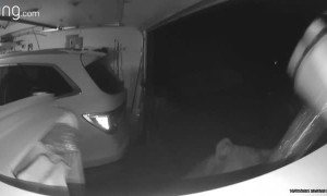 Bear Raids Garage Freezer