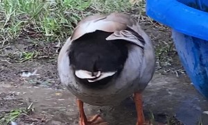 Happy Duck Dances in the Mud