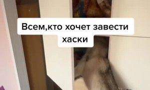 Clever Dog Rummages Through Kitchen