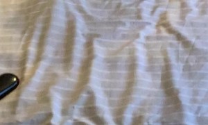 Kitten Claws At Reflection