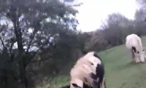 Herd of Horses Chases Man for Carrots