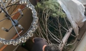 Real Life Griswold Family Christmas