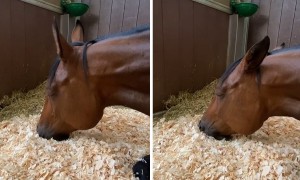 Sleeping horse has very intense dream
