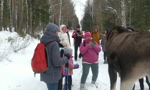 Moose Attacks Tourists at Russian National Park