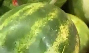 Poked Watermelon Squirts Juices