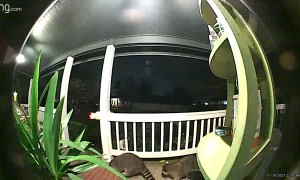 Thieving Raccoon Gets Caught