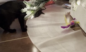 Mat Keeps Kitten From Toy Under Christmas Tree