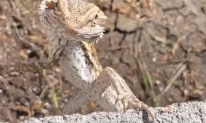 Bearded Dragon Has Ninja Like Balance