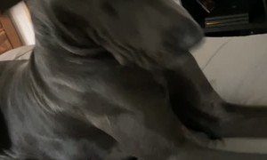 Sock Loving Dog Gets a Smelly Shock