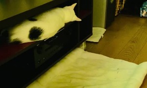 Falling Cat is a Heavy Sleeper