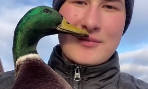 Farmer Gets Kisses From Fowl