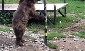 Smart Bear Gets Its Treats